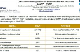 LAQUA-UEMA Divulga Quadro Completo de Doenças de Camarões Marinhos, Peixes e Moluscos – Versão 2026